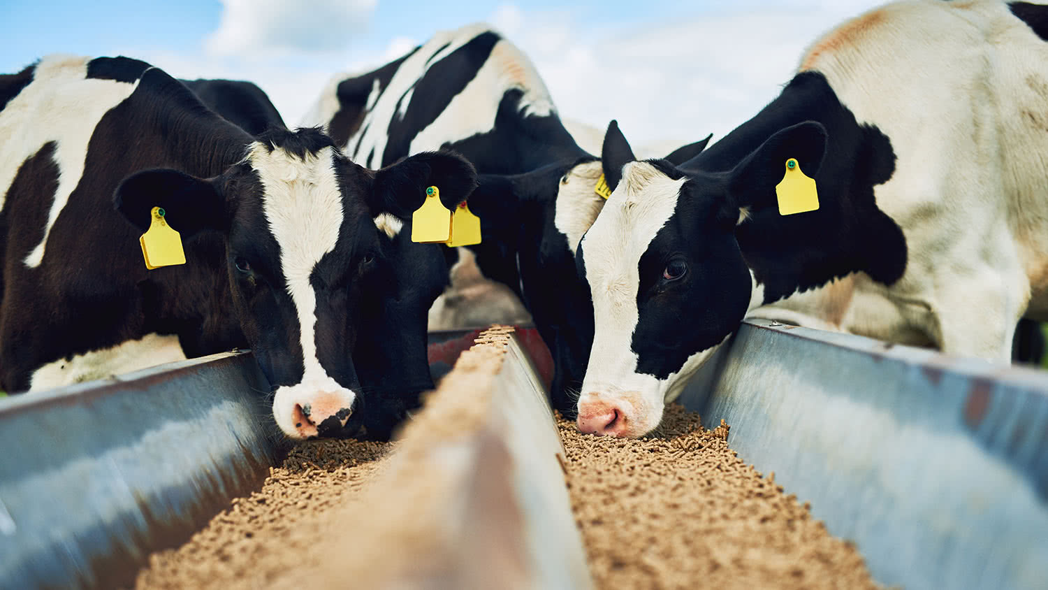 Cattle-Feed Cattle Feed Ingredients