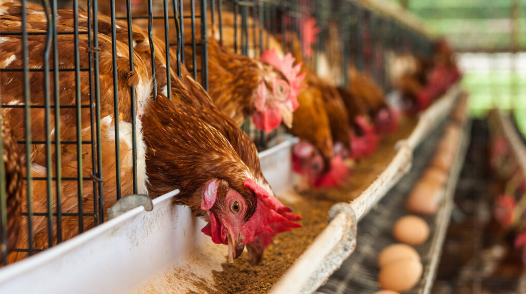 Chickens Eating