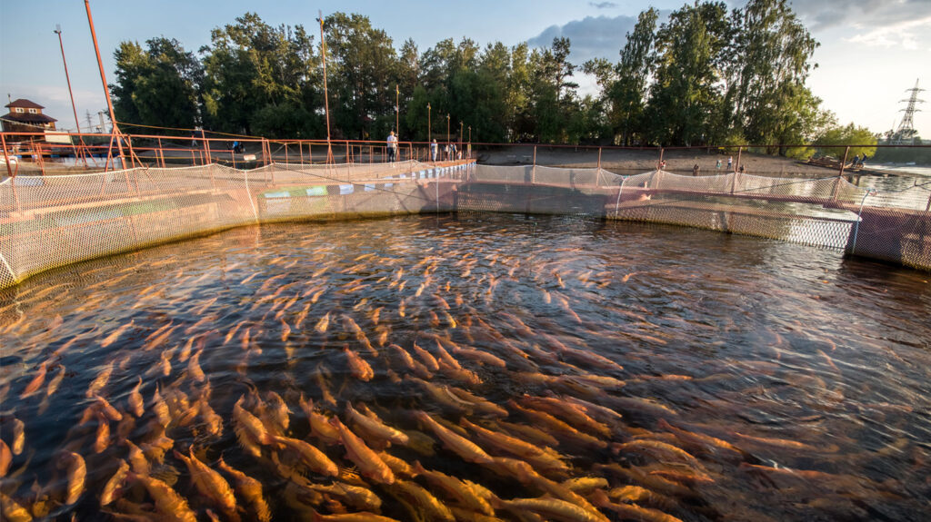 Large fish in Aquaculture farm